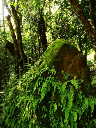 Visitas guiadas por la selvas